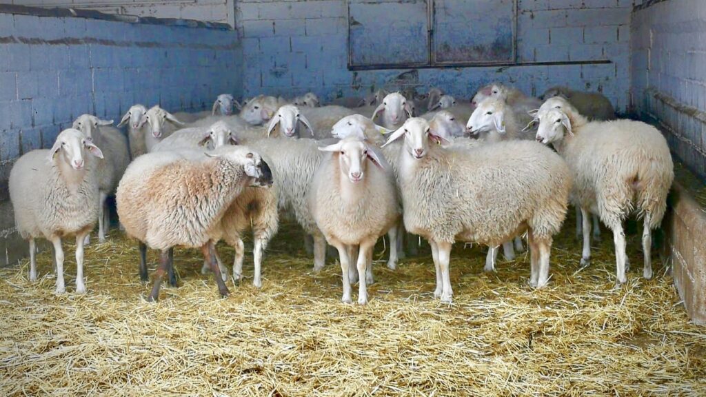 Sheep's at Cheese Quesos de Leyva, Granada