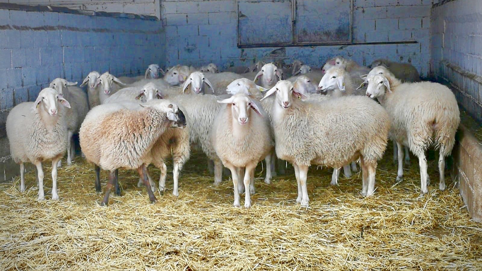 Sheep's at Cheese Quesos de Leyva, Granada