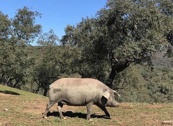 iberico pig