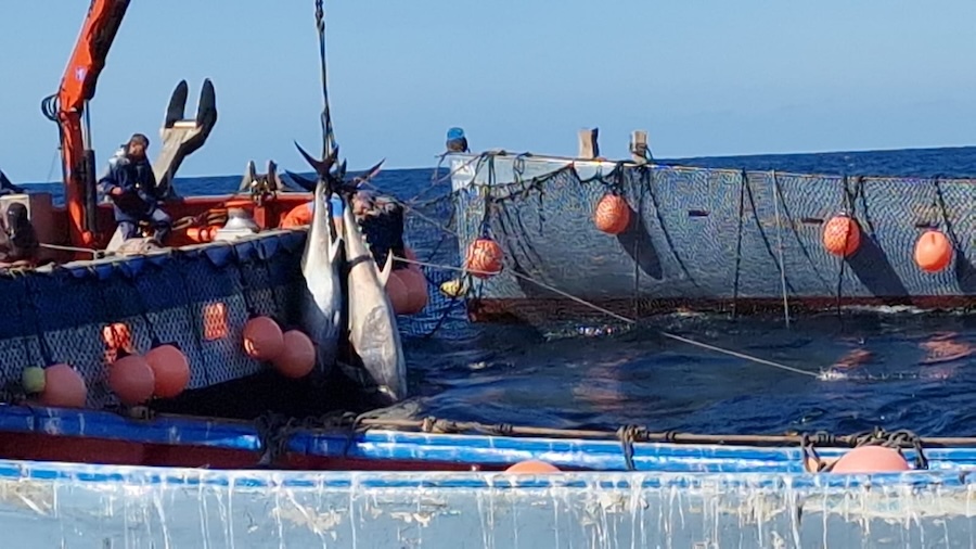 Almadraba caught Blue fin tuna being landed in Barbate
