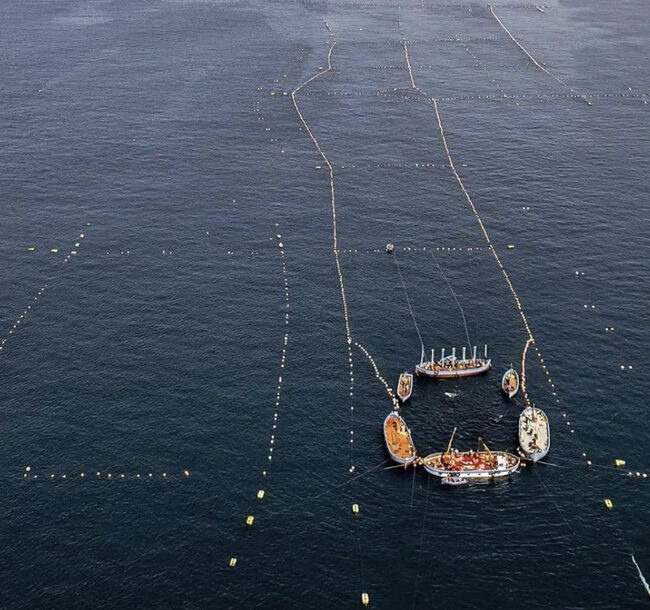 An aerial view of The Almadraba with Annie B