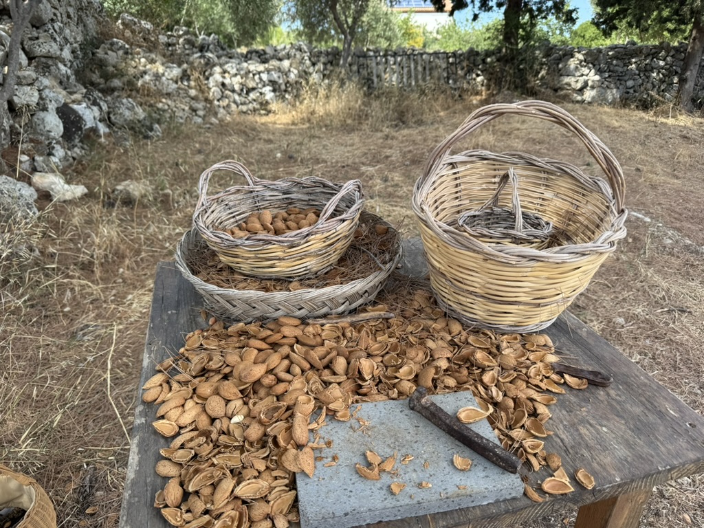 Almond farming in Sicily with Annie B