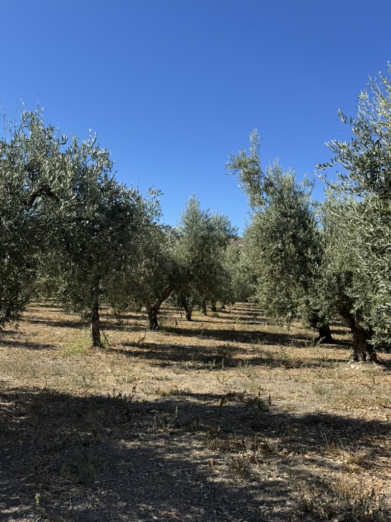 Sicilian landscapes with Annie B