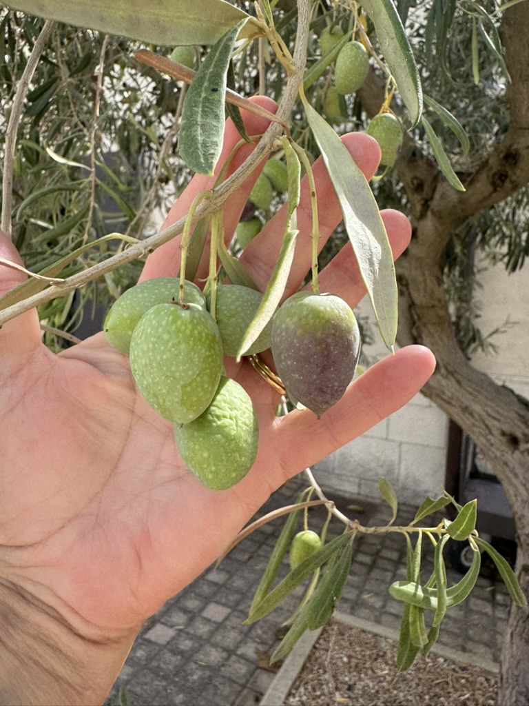 Visit an olive farm in Sicily with Annie B