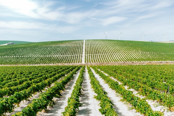 jerez-sherry-bodega-tour-spain
