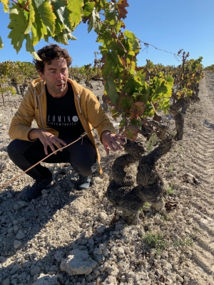 Palomino vineyard in Sanlucar