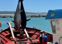 Almadraba caught Blue fin tuna being landed in Barbate