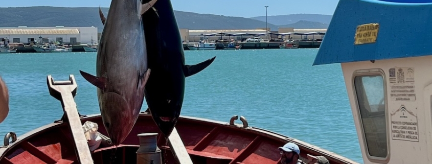 Almadraba caught Blue fin tuna being landed in Barbate