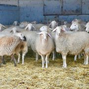 Assaf Sheep at Quesos de Leyva